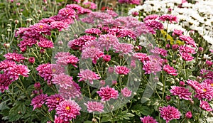 Beautiful chrysanthemum bushes yellow, red, white, pink, red colors