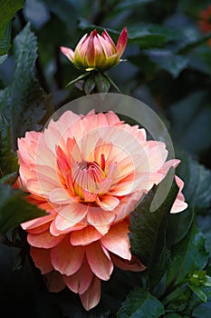 Beautiful chrysanthemum in the city garden