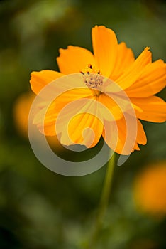 Beautiful chrysanthemum, Cosmos sulphureus