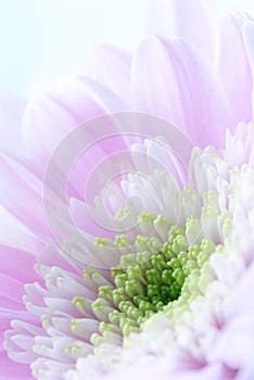 Beautiful chrysanthemum flower