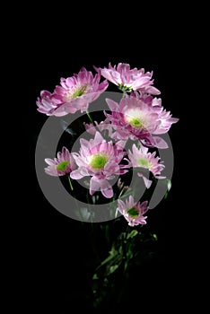 Beautiful chrysanthemum flower