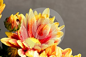 Beautiful Chrysanthemum flower blooming.