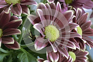 Beautiful chrysanthemum flower in a bouquet close-up.