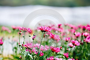 Beautiful chrysanthemum flower bud