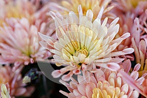 Beautiful chrysanthemum flower bushes pink colors