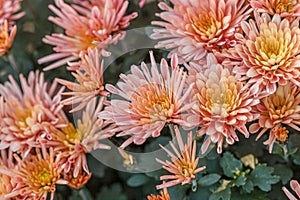 Beautiful chrysanthemum flower bushes pink colors