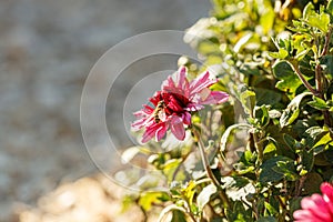 Beautiful chrysanthemum flower bushes pink colors