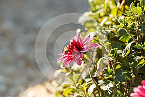 Beautiful chrysanthemum flower bushes pink colors