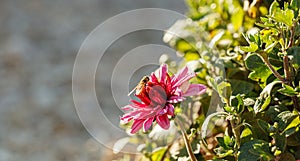Beautiful chrysanthemum flower bushes pink colors