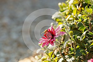 Beautiful chrysanthemum flower bushes pink colors