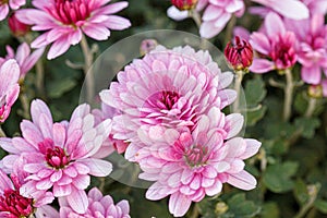 Beautiful chrysanthemum flower bushes pink colors