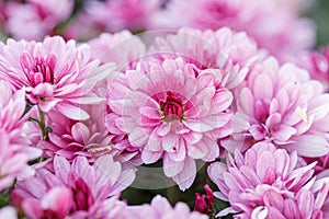 Beautiful chrysanthemum flower bushes pink colors
