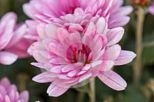 Beautiful chrysanthemum flower bushes pink colors