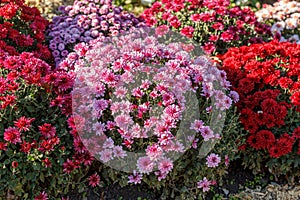 Beautiful chrysanthemum flower bushes pink colors