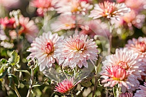 Beautiful chrysanthemum flower bushes pink colors