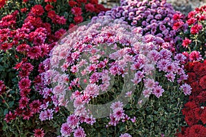 Beautiful chrysanthemum flower bushes pink colors