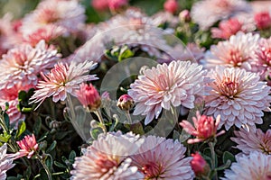 Beautiful chrysanthemum flower bushes pink colors