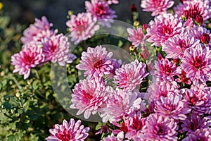 Beautiful chrysanthemum flower bushes pink colors