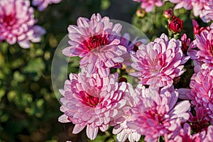 Beautiful chrysanthemum flower bushes pink colors