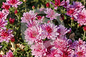 Beautiful chrysanthemum flower bushes pink colors