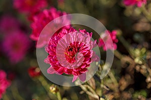 Beautiful chrysanthemum flower bushes pink colors