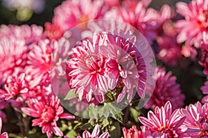 Beautiful chrysanthemum flower bushes pink colors