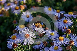 Beautiful chrysanthemum flower bushes purple colors