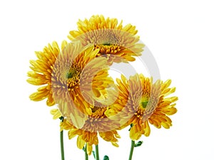 Beautiful chrysanthemum flower isolated