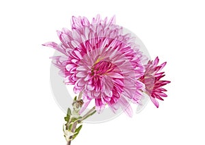 Beautiful chrysanthemum flower isolated on white background