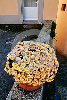 Beautiful Chrysanthemum flower pot in old Chexbres village, Lavaux, Switzerland