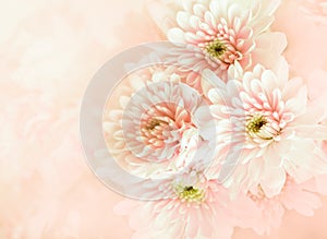 Beautiful chrysanthemum flower in vintage color style with soft and blured