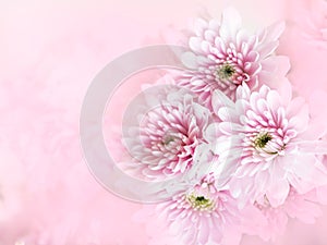 Beautiful chrysanthemum flower in vintage color style with soft and blured
