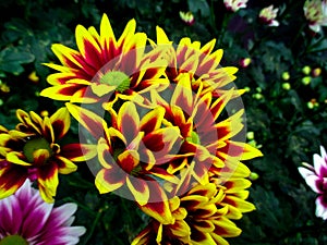 Beautiful chrysanthemum flowers