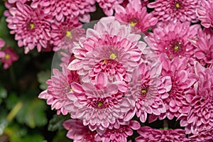 Beautiful Chrysanthemum Flowers, Closeup Chrysanthemum for background