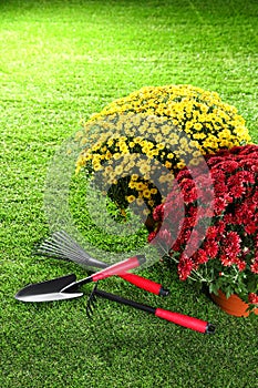 Beautiful chrysanthemum flowers with gardening tools on grass