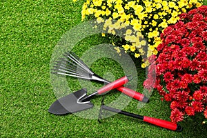 Beautiful chrysanthemum flowers with gardening tools on grass