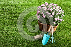 Beautiful chrysanthemum flowers with gardening tools on grass. Space for text