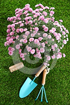 Beautiful chrysanthemum flowers with gardening tools on green grass