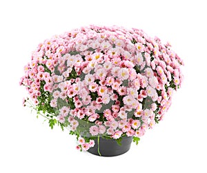 Beautiful chrysanthemum flowers in pot photo