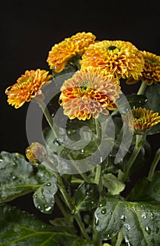 Beautiful chrysanthemum flowers with water drops