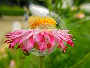 A beautiful chrysanthemum in full bloom.