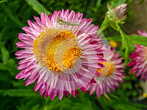 A beautiful chrysanthemum in full bloom.