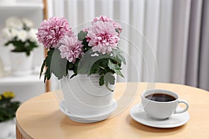 Beautiful chrysanthemum plant in flower pot and cup of coffee on wooden table indoors