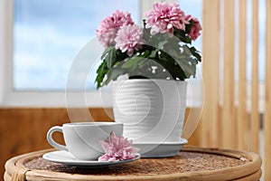 Beautiful chrysanthemum plant in flower pot and cup of coffee on wooden table indoors