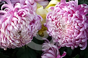 Beautiful chrysanthemum