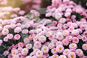 Beautiful chrysanthemums blossom in the autumn garden.