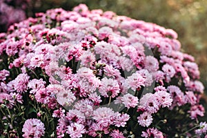 Beautiful chrysanthemums blossom in the autumn garden.