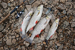 Beautiful chub on river pebbles.