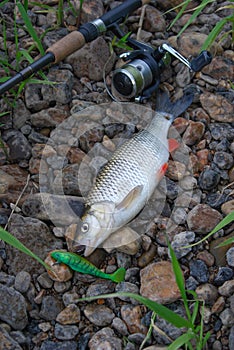 Beautiful chub on river pebbles.