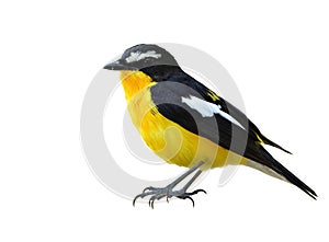 Beautiful chubby yellow and black bird with white feathers on hi